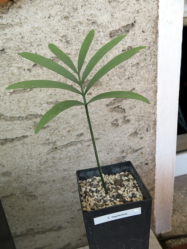 Encephalartos tegulaneus